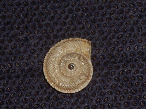 Xerotropis gargottae amazing - gargottae,