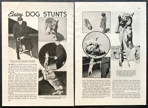 Easy dog stunts consigli - easy, per