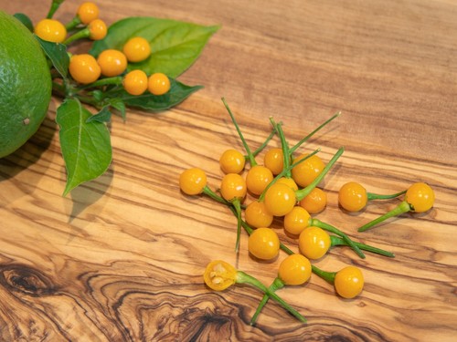 Semi peperoncino aji - 10,