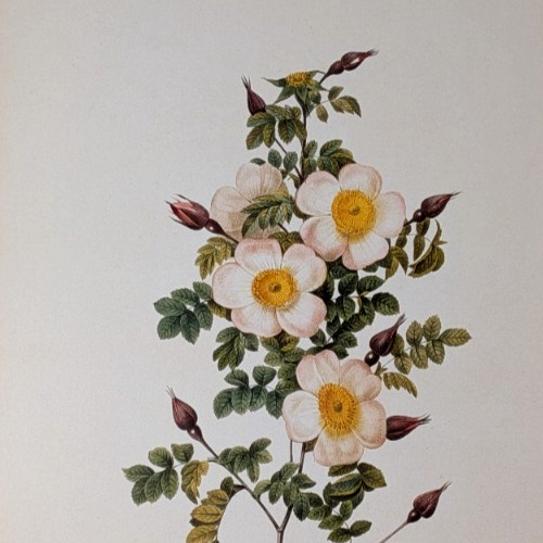 Redouté pimpinelli rose - p, j