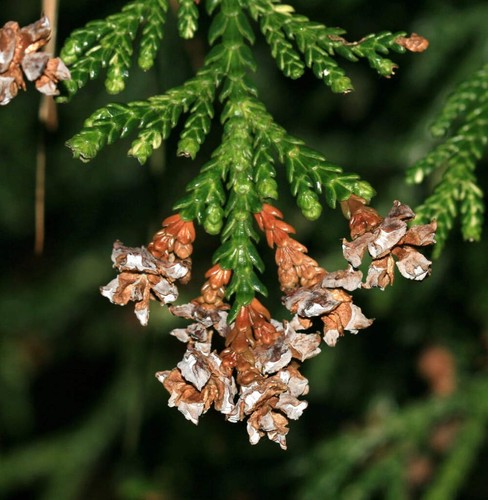 Thujopsis dolabrata hiba - thujopsis,