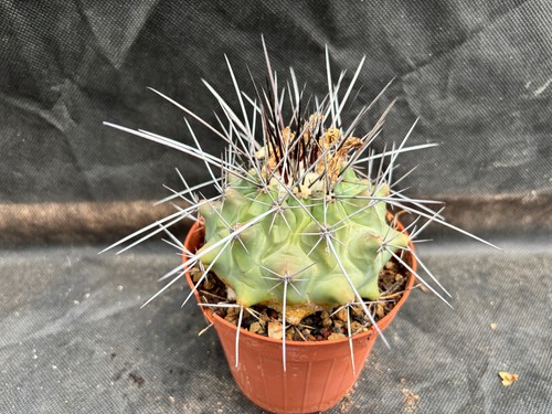 Thelocactus rinconensis il - thelocactus,