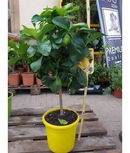 Pianta limone vaso cm - pianta,