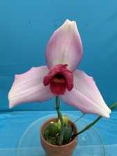Lycaste Chita Dream x