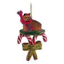 Yorkshire Terrier YORKIE Candy