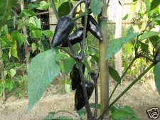 20 semi puri originali  di