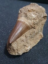 Superbes dente de mosasaure