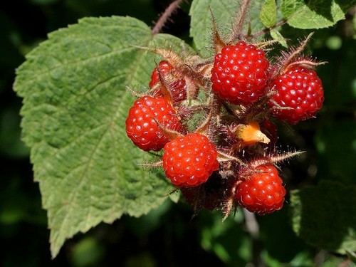 Uva giapponese wineberry - -,
