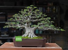 Grande Vendita - Bonsai Acqua