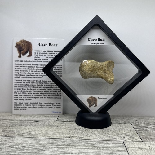 Orso delle caverne ursus - delle,