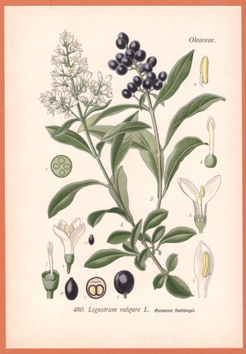 Corniola comune ligustrum - corniola,