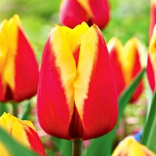 Tulipani bulbi di fiori cipolle bulbi di tulipani Tulipa rosso-gialla 30 pz.