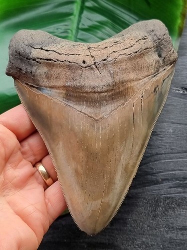 Dente squalo megalodonte - dente, di