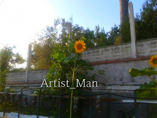 Girasole gigante alta - girasole,