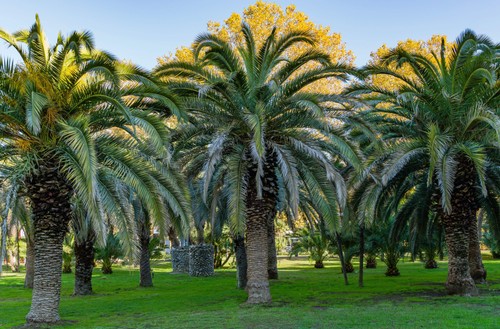 Canary island date - 10,