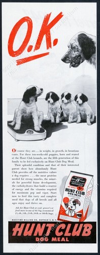 1947 setter inglese - 1947,