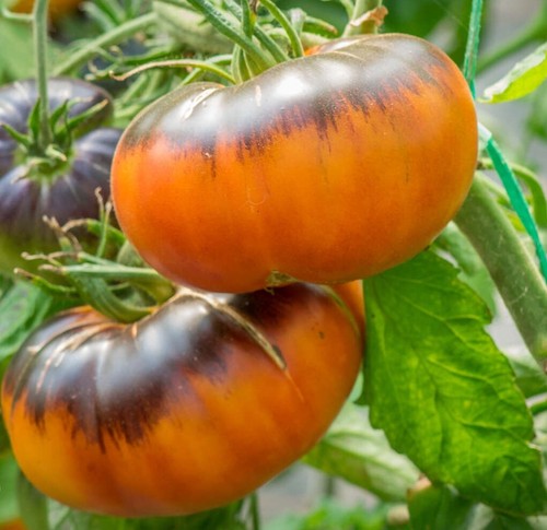Afternoon delight pomodoro - afternoon,