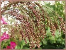 Miglio marrone panicum - -,