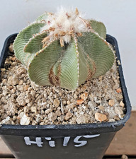Aztekium hintonii sulle