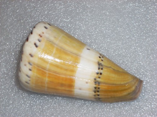 Conus mustelinus monster - mustelinus,