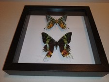 2 FARFALLE URANIA RIPHEUS MALE (MASCHIO) MADAGASCAR AFRICA IN CABINET farfalla 