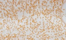 Naupli Di ARTEMIA SALINA -