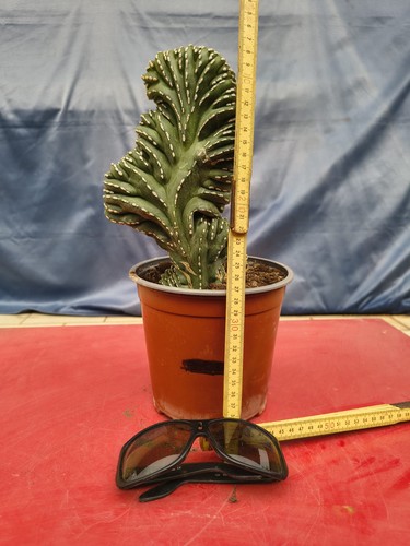 Cereus marginatus crestato - ,