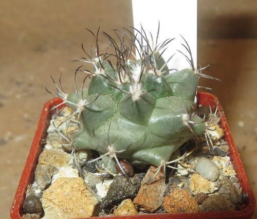 Turbinicarpus swobodae mz296 - turbinicarpus,