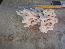 ramo di corallo bianco 200 x 160 mm circa