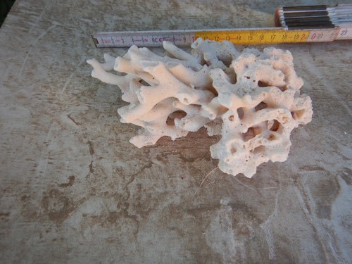 Ramo corallo bianco - corallo, 200