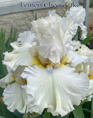 Iris lemon cheesecake - tb,, cheesecake'