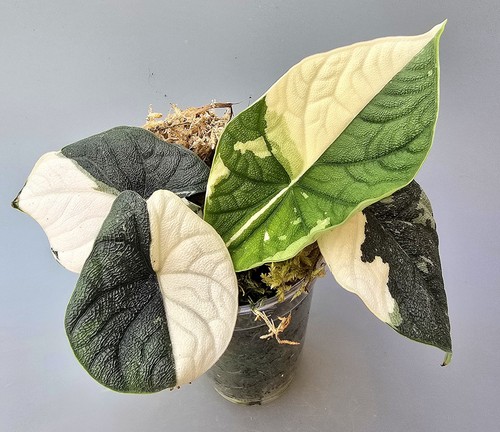 Bellissima alocasia melo albo - bellissima,