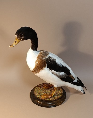 Taxidermy cabinet de - taxidermy,,