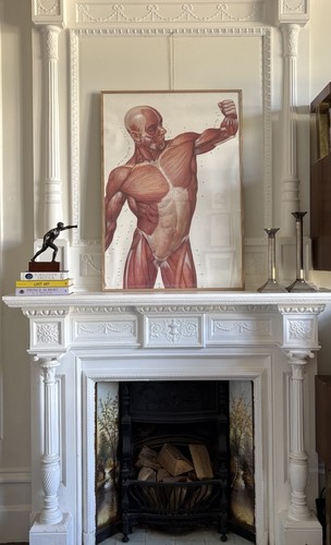 Large vintage anatomical - large,