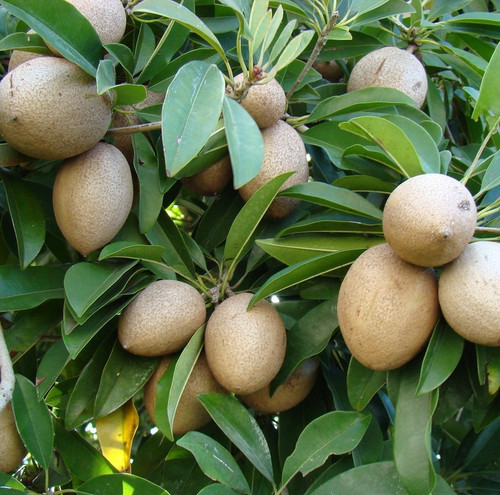 Semi sapodilla var - sapodilla, var.