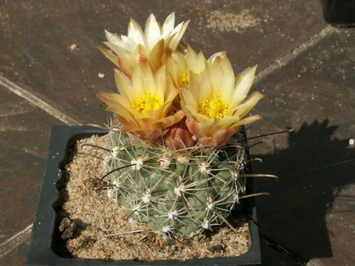 Sclerocactus pubispinus - , sb