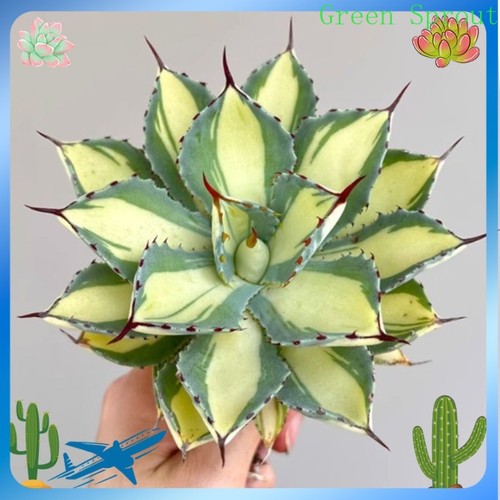 Agave kissho kan - agave, kan'