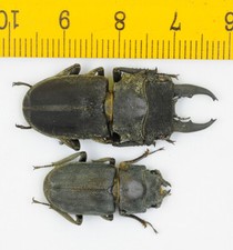 LUCANIDAE - Scarabeo cervo - Gnaphaloryx opacus (coppia, maschio 35 mm) - MALESIA - 7421