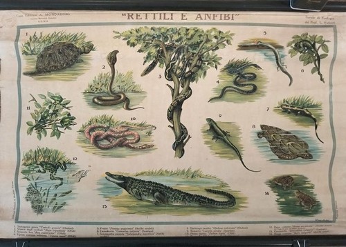 Rettili anfibi tavole di - anfibi.,