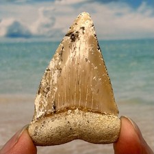 2.40” GW Shark Tooth -