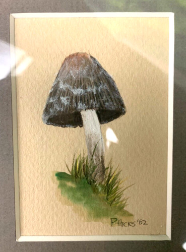 Funghi acquerello - funghi,