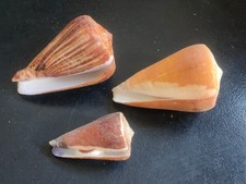 Conchiglia Shell Lotto