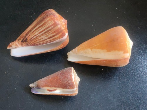 Conchiglia shell lotto - conchiglia,