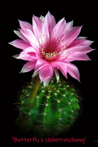 Echinopsis ibrido butterfly - echinopsis,