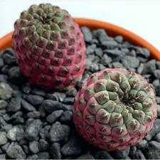 Pianta succulenta di cactus