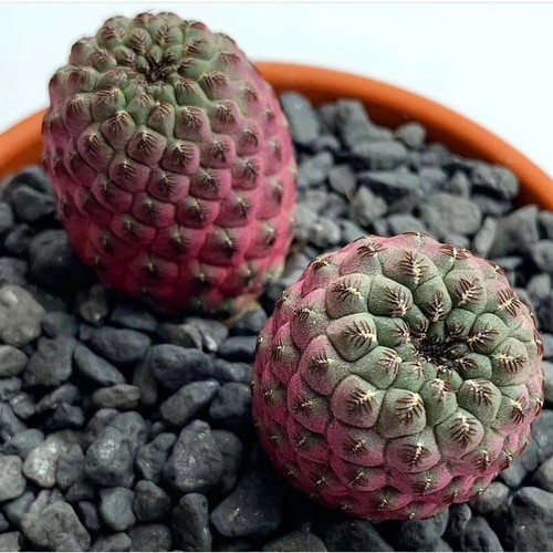Pianta succulenta cactus - succulenta, di