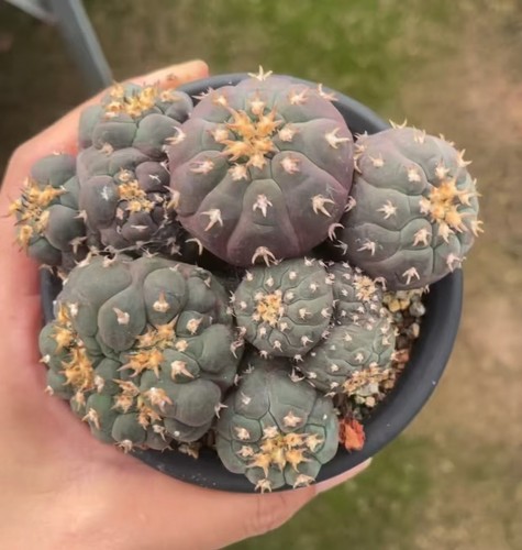 Cm gymnocalycium - 9,7,