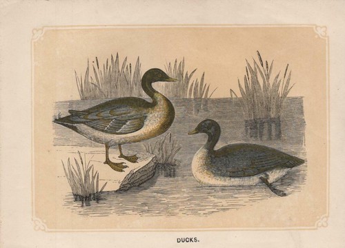 Anatre anatra selvatica - anatre,