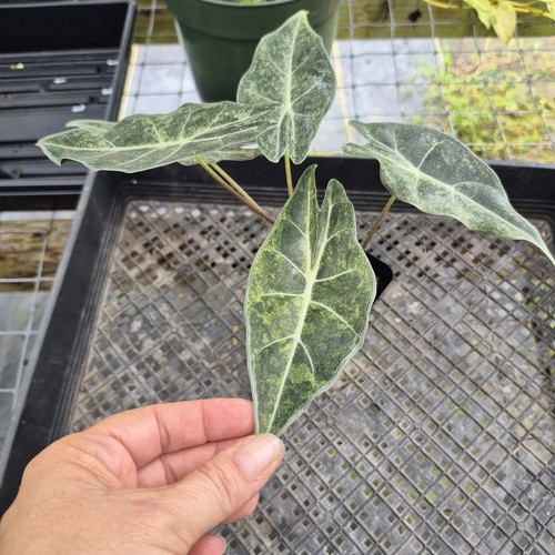 Alocasia longiloba black satun - alocasia,