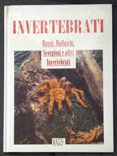 INVERTEBRATI  - RAGNI